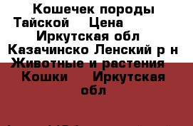 Кошечек породы Тайской  › Цена ­ 1 000 - Иркутская обл., Казачинско-Ленский р-н Животные и растения » Кошки   . Иркутская обл.